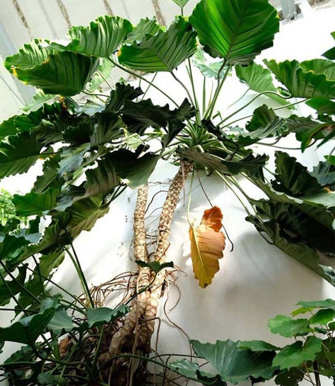 The bending of a branch toward the light...